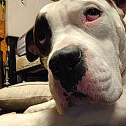 Poe is registered to the contest to win money with this photo: dog, closeup, white_dog, black_patch, indoor, cushion, resting, face, pet, animal, canine, floor, background, cozy, expression, portrait, looking, ears, snout, house