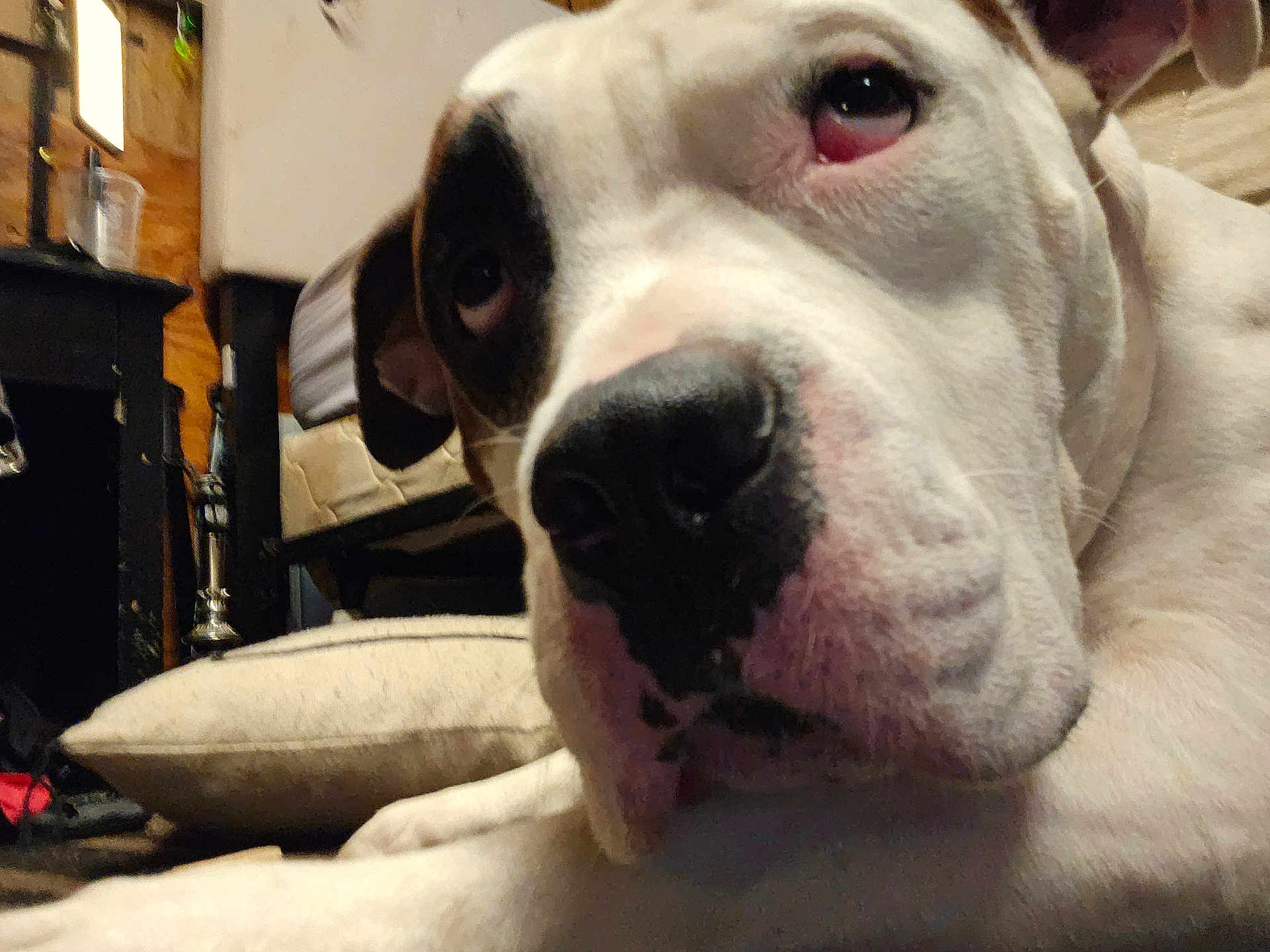 Poe is registered to the contest to win money with this photo: dog, closeup, white_dog, black_patch, indoor, cushion, resting, face, pet, animal, canine, floor, background, cozy, expression, portrait, looking, ears, snout, house