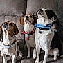 dog, beagle, bandana, pets, indoor, couch, three_dogs, sitting, looking_up, collar, fur, animal, companions, alert, cute, domestic_animal, canine, friendship, household, portrait