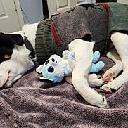 Scooter joined the competition — help win amazing prizes! animal, bedroom, black_and_white, blanket, canine, comfort, cozy, cute, dog, fur, indoor, paw, pet, relaxation, resting, sleeping, soft, stuffed_animal, sweater, toy