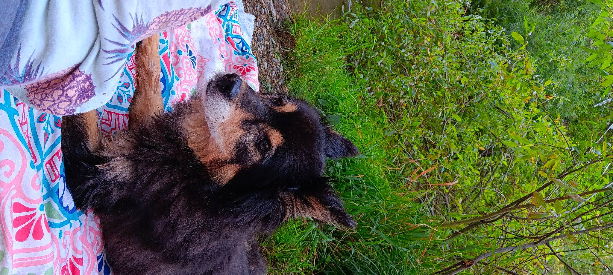 Wranger is registered to the contest to win money with this photo: canidae, carnivore, companion_dog, dog, dog_breed, fur, grass, herding_dog, liver, paw, plant, puppy, snout, sporting_group, terrestrial_animal, whiskers, working_animal, working_dog