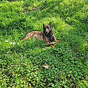 Rosco participe au concours pour gagner de l'argent avec cette photo : dog, grass, greenery, nature, outdoor, animal, canine, meadow, stick, flora, sunlight, leaf, plant, pet, resting, muzzle, ears, brown, black, harness