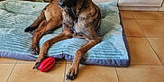 Rosco a rejoint le concours — aidez-le/la à gagner de superbes lots ! dog, belgian_malinois, pet_bed, red_toy, indoor, tile_floor, plant, wooden_cabinet, papers, relaxed, brown_dog, ears_up, alert, furniture, home, living_room, paw, flooring, domestic_animal, canine