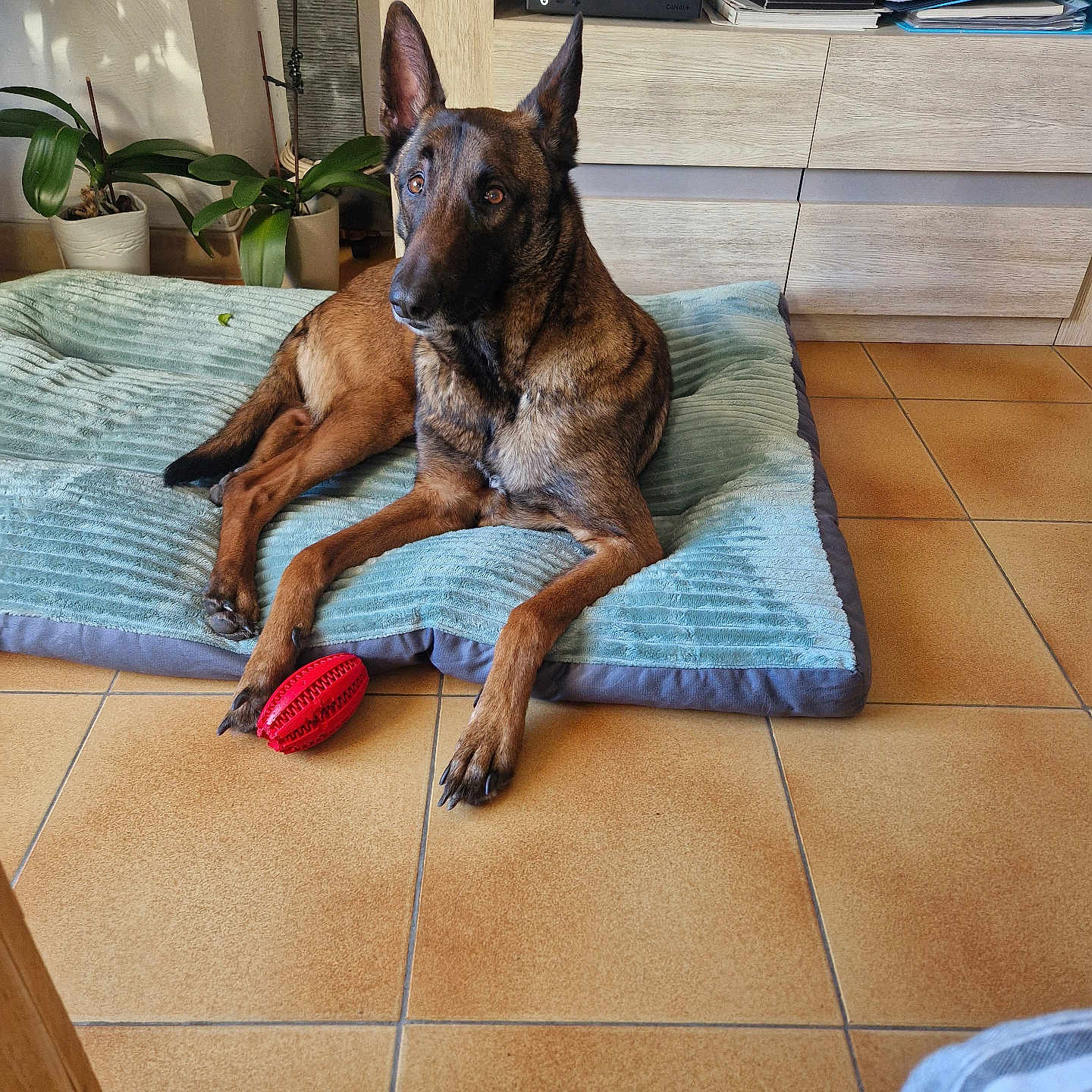 Rosco a rejoint le concours — aidez-le/la à gagner de superbes lots ! alert, belgian_malinois, brown_dog, canine, dog, domestic_animal, ears_up, flooring, furniture, home, indoor, living_room, papers, paw, pet_bed, plant, red_toy, relaxed, tile_floor, wooden_cabinet