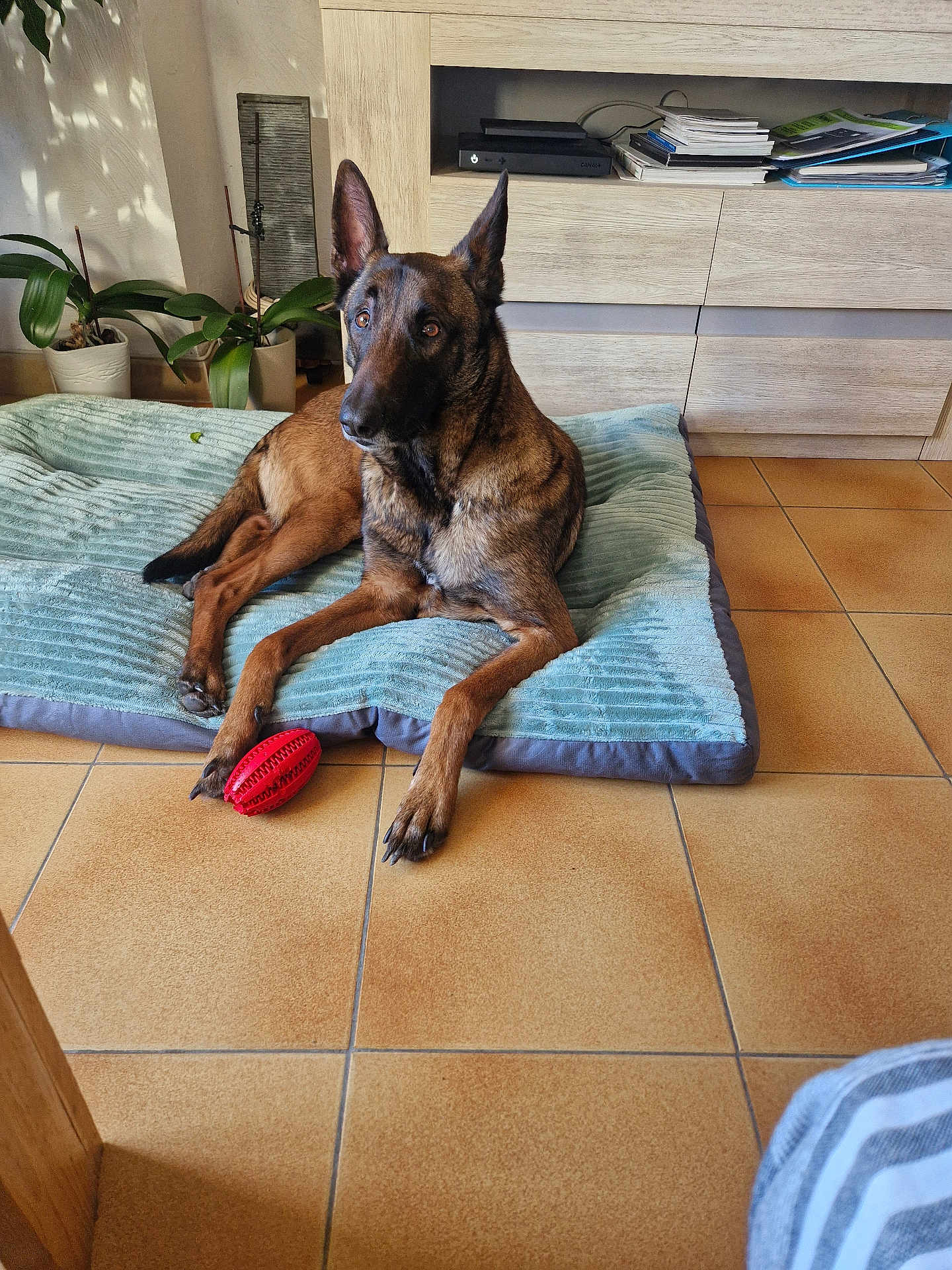 Rosco a rejoint le concours — aidez-le/la à gagner de superbes lots ! dog, belgian_malinois, pet_bed, red_toy, indoor, tile_floor, plant, wooden_cabinet, papers, relaxed, brown_dog, ears_up, alert, furniture, home, living_room, paw, flooring, domestic_animal, canine