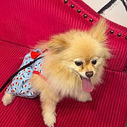 Phoebe joined the competition — help win amazing prizes! dog, pomeranian, pet, animal, fluffy, tongue_out, outfit, clothing, red_couch, furniture, studs, indoor, wall_art, lipstick_mark, decor, happy, small_dog, seated, cute, playful
