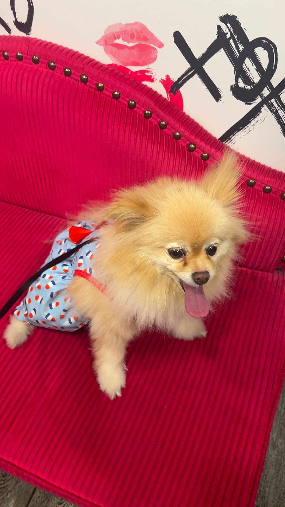 Phoebe joined the competition — help win amazing prizes! dog, pomeranian, pet, animal, fluffy, tongue_out, outfit, clothing, red_couch, furniture, studs, indoor, wall_art, lipstick_mark, decor, happy, small_dog, seated, cute, playful