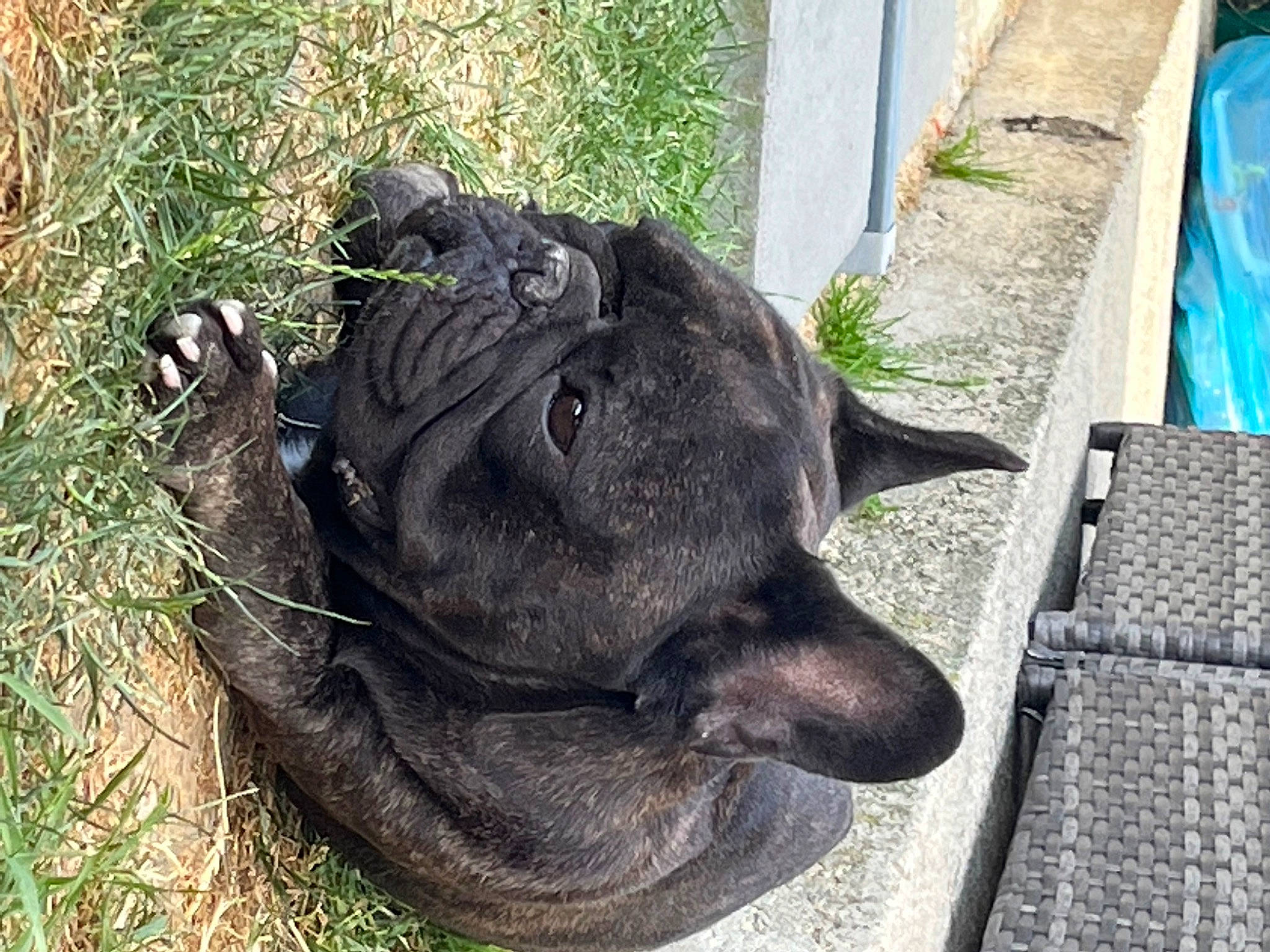 Mister participe au concours pour gagner de l'argent avec cette photo : canidae, carnivore, collar, dog, dog_breed, dog_collar, fawn, felidae, fur, grass, mesh, pet_supply, sculpture, snout, sporting_group, tail, terrestrial_animal, whiskers, wildlife, working_animal