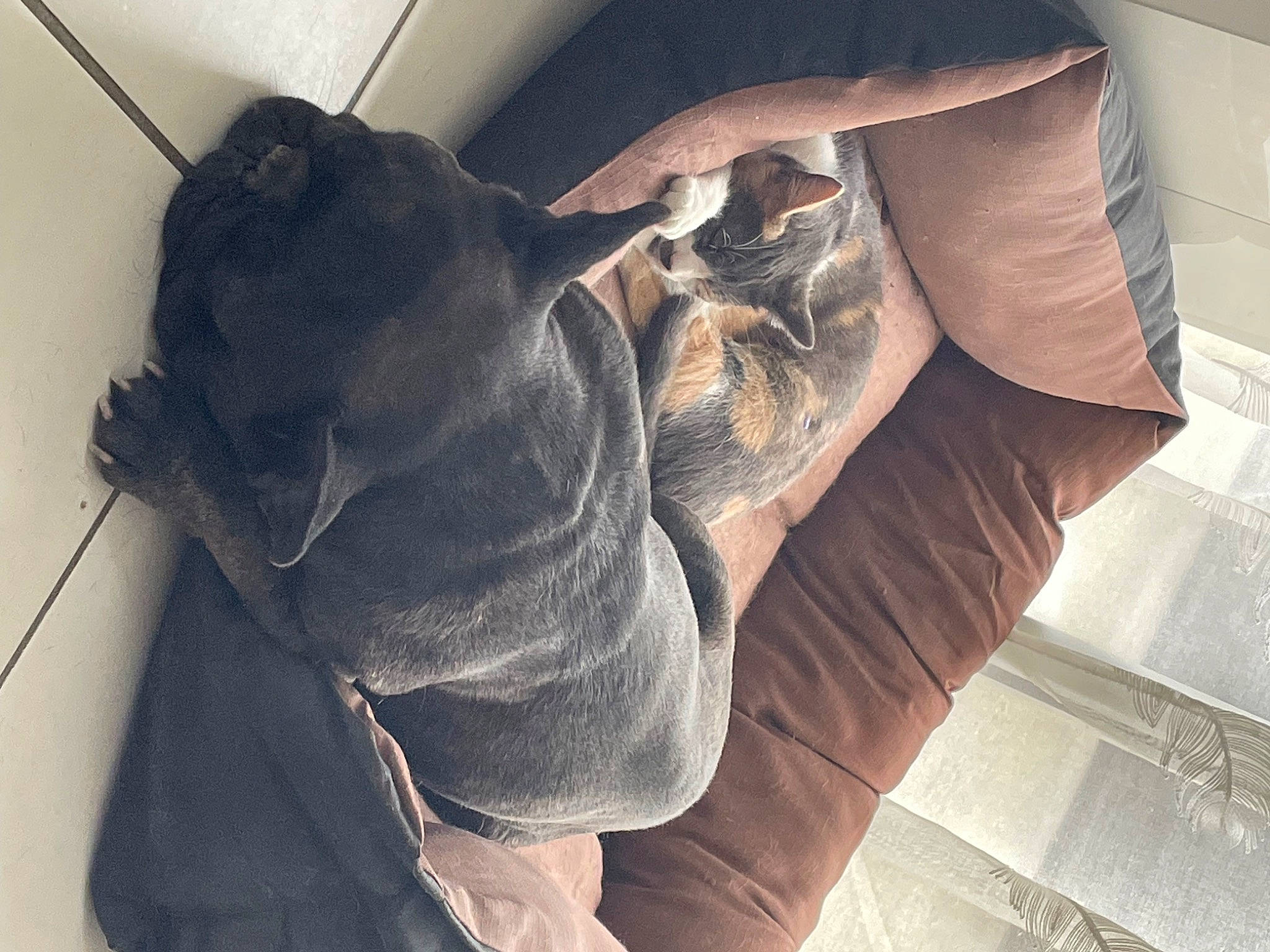 Mister participe au concours pour gagner de l'argent avec cette photo : carnivore, comfort, companion_dog, dog, dog_breed, ear, fawn, felidae, gesture, grey, human_body, jaw, leg, small_to_medium_sized_cats, snout, tail, whiskers, wood, working_animal, wrinkle