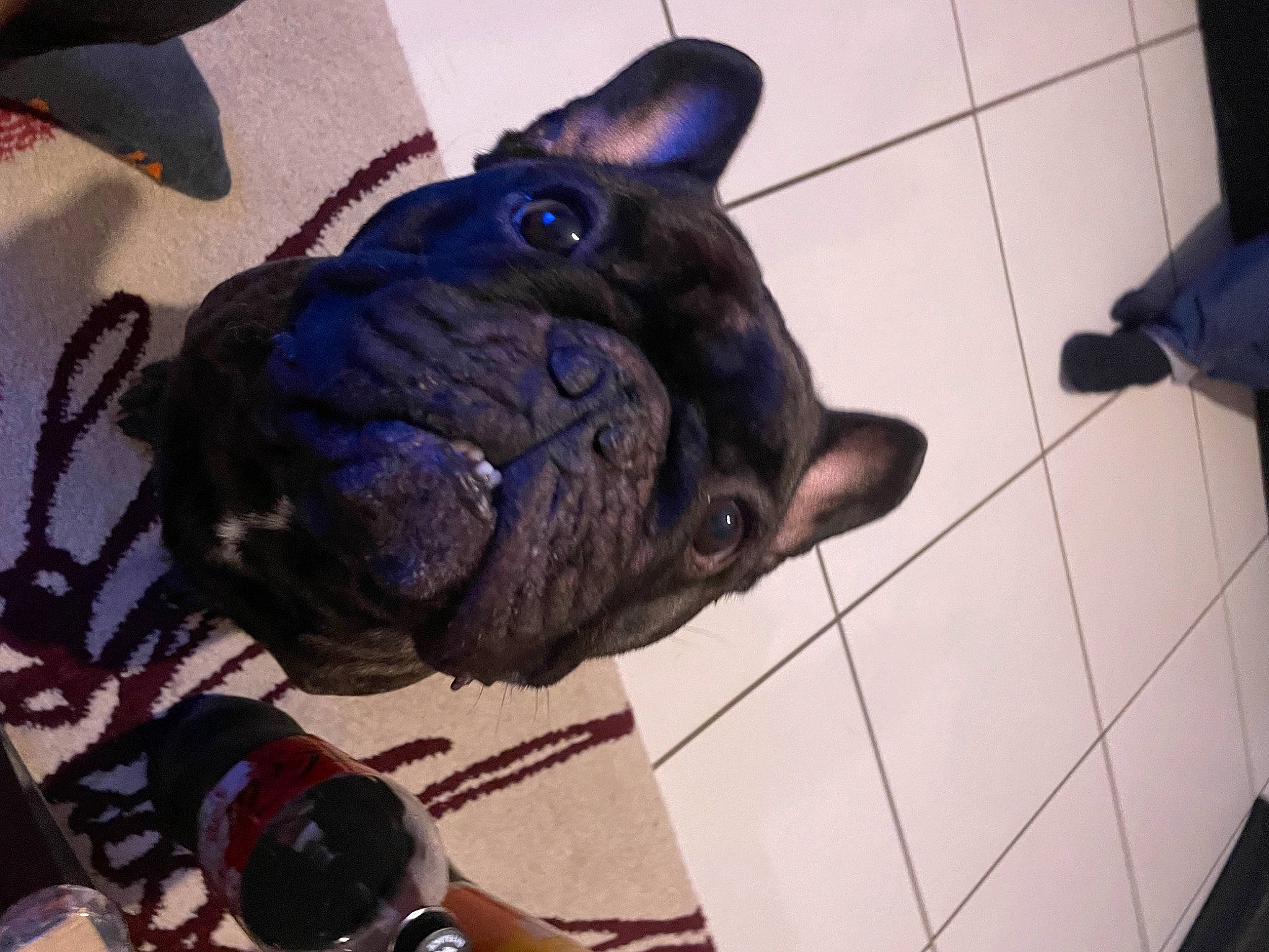 Mister participe au concours pour gagner de l'argent avec cette photo : canidae, carnivore, companion_dog, dog, dog_breed, ear, electric_blue, fawn, flooring, fur, non_sporting_group, pug, snout, sporting_group, terrestrial_animal, toy_dog, whiskers, working_animal, wrinkle