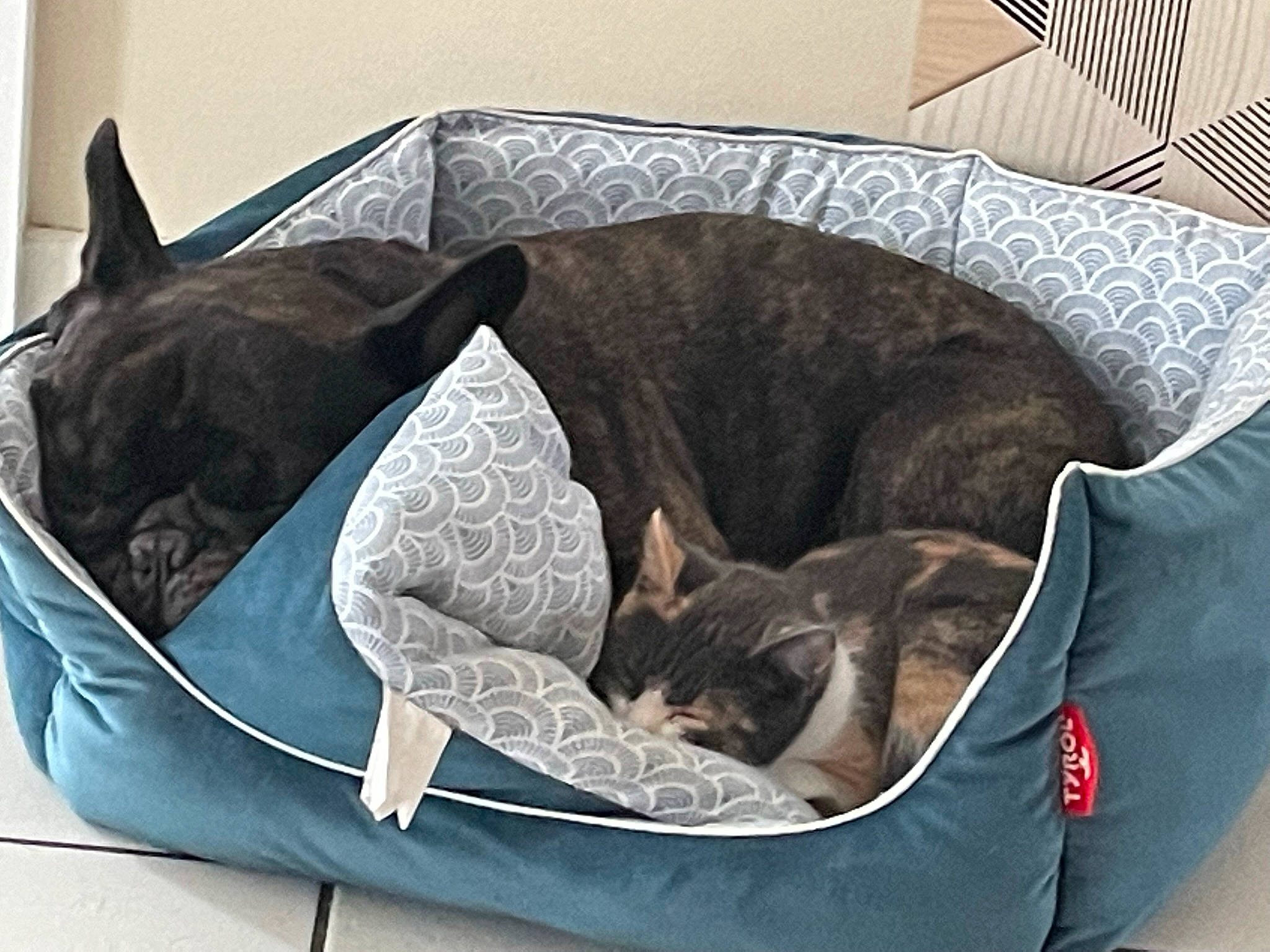 Mister a rejoint le concours — aidez-le/la à gagner de superbes lots ! bag, canidae, carnivore, cat, cat_bed, comfort, companion_dog, couch, dog_breed, dog_supply, fawn, felidae, grey, linens, luggage_and_bags, mammal, pet_supply, small_to_medium_sized_cats, sporting_group, whiskers