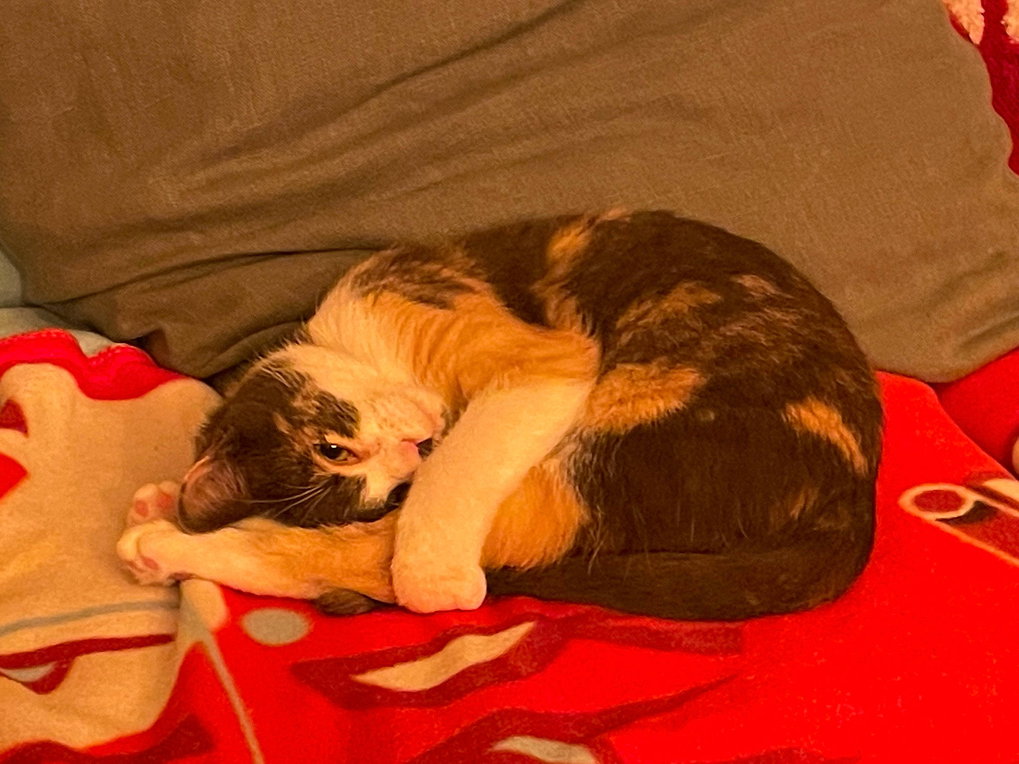 Isis a rejoint le concours — aidez-le/la à gagner de superbes lots ! bedtime, canidae, carnivore, cat, cloud, comfort, companion_dog, dog_breed, fawn, felidae, fur, lap, linens, nap, paw, sleep, small_to_medium_sized_cats, sporting_group, tail, whiskers