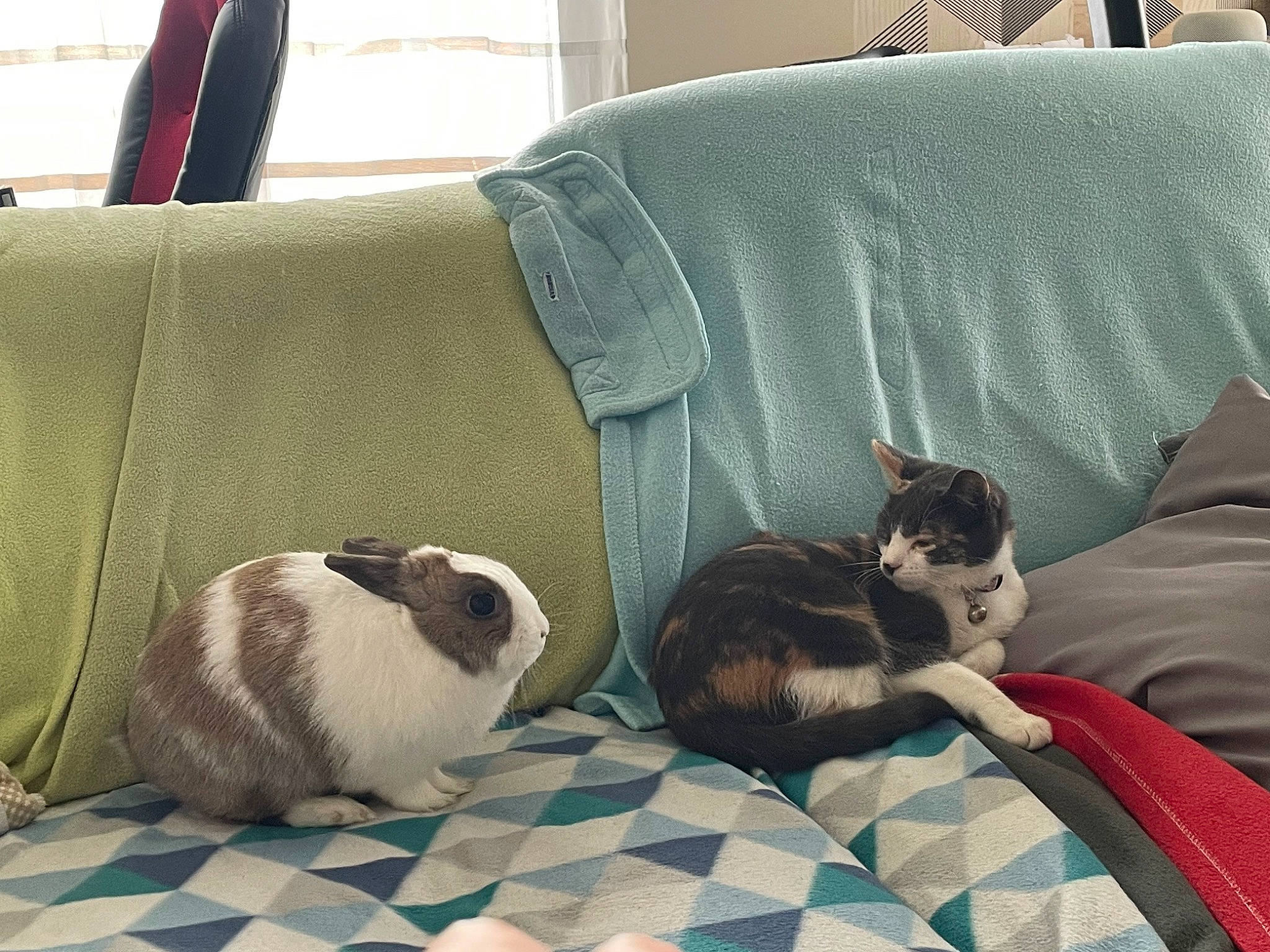 Isis a rejoint le concours — aidez-le/la à gagner de superbes lots ! carnivore, cat, cat_supply, comfort, companion_dog, couch, domestic_short_haired_cat, felidae, fur, grey, linens, living_room, mammal, room, small_to_medium_sized_cats, tail, textile, throw_pillow, vertebrate, whiskers