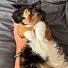Peaches is registered to the contest to win money with this photo: cat, calico, fluffy, pet, animal, feline, hand, tattoo, bed, blanket, fur, whiskers, green_eyes, paw, indoor, resting, cute, domestic, relaxed, portrait