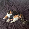 Peaches joined the competition — help win amazing prizes! cat, calico, bed, blanket, indoor, pet, fur, animal, resting, cute, whiskers, tail, paw, relaxed, curious, domestic, feline, sleepy, cozy, home