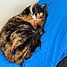 cat, calico_cat, sleeping, curled_up, fur, pet, animal, indoor, blanket, blue, cozy, cute, resting, whiskers, tail, pink_nose, feline, nap, soft, relaxation