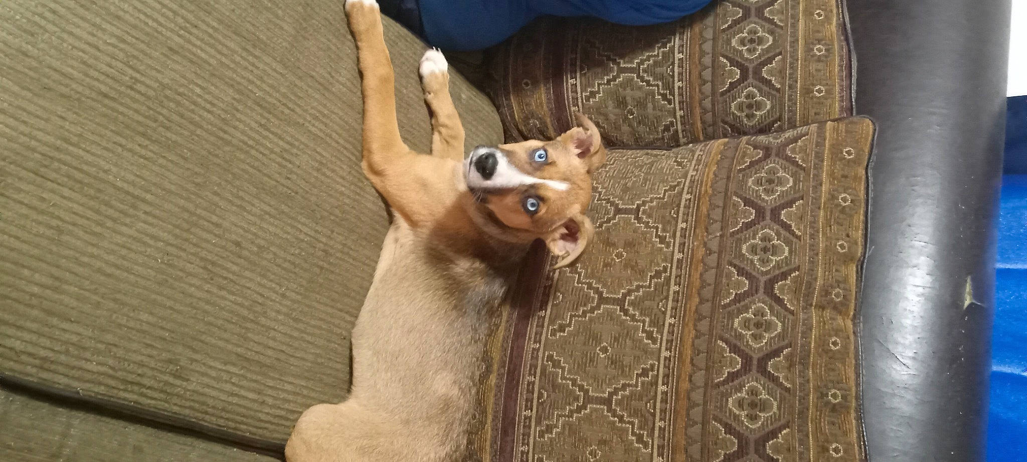 Ruby is registered to the contest to win money with this photo: carnivore, companion_dog, dog, dog_breed, door, eyewear, fawn, felidae, gesture, head, leg, small_to_medium_sized_cats, snout, stuffed_toy, sunglasses, toy, trunk, whiskers, wood, working_animal