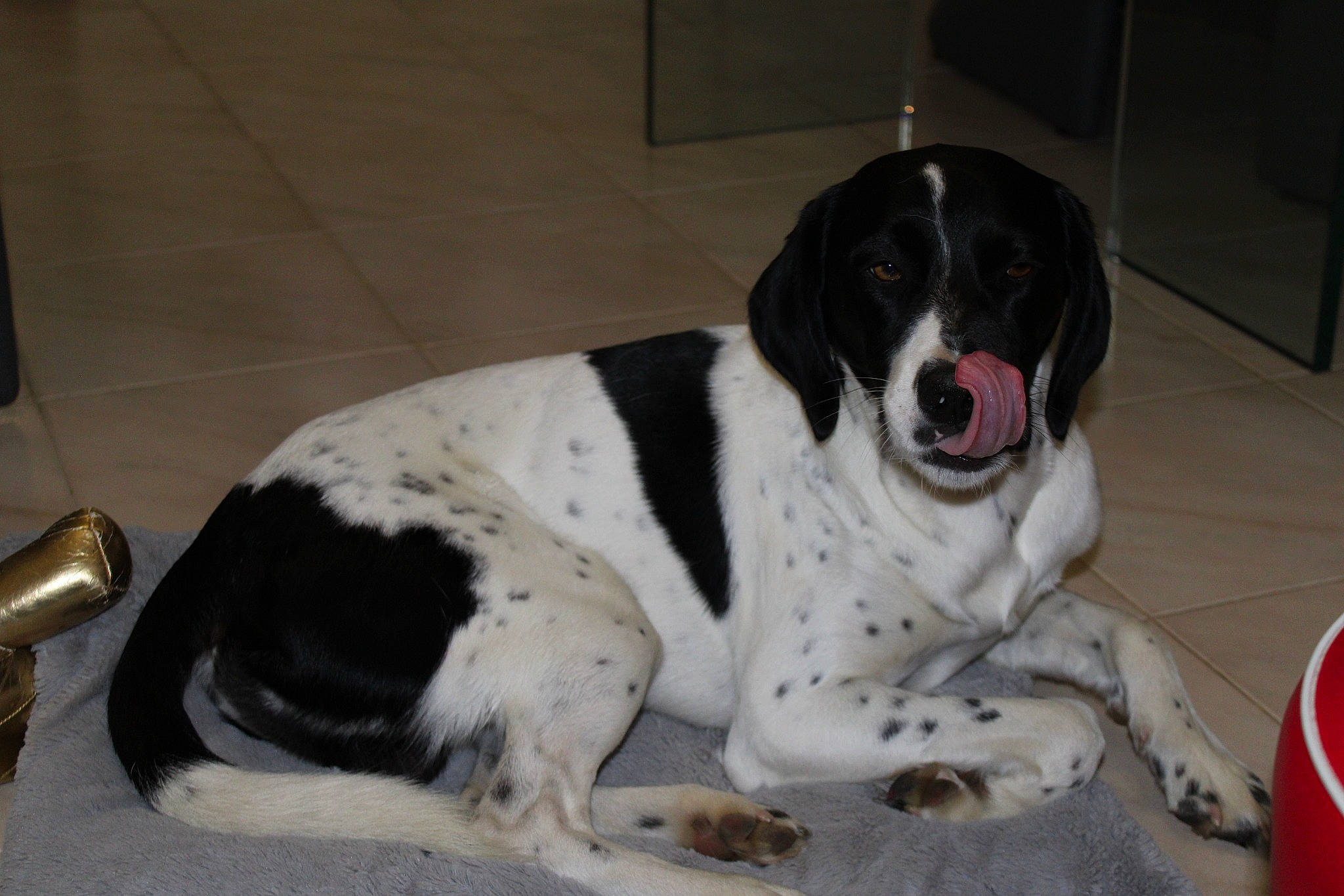 Boston a rejoint le concours — aidez-le/la à gagner de superbes lots ! ball, braque_dauvergne, canidae, carnivore, companion_dog, dog, dog_breed, dog_supply, door, flooring, foot, fur, great_dane, gun_dog, non_sporting_group, paw, sporting_group, tail, working_animal, working_dog