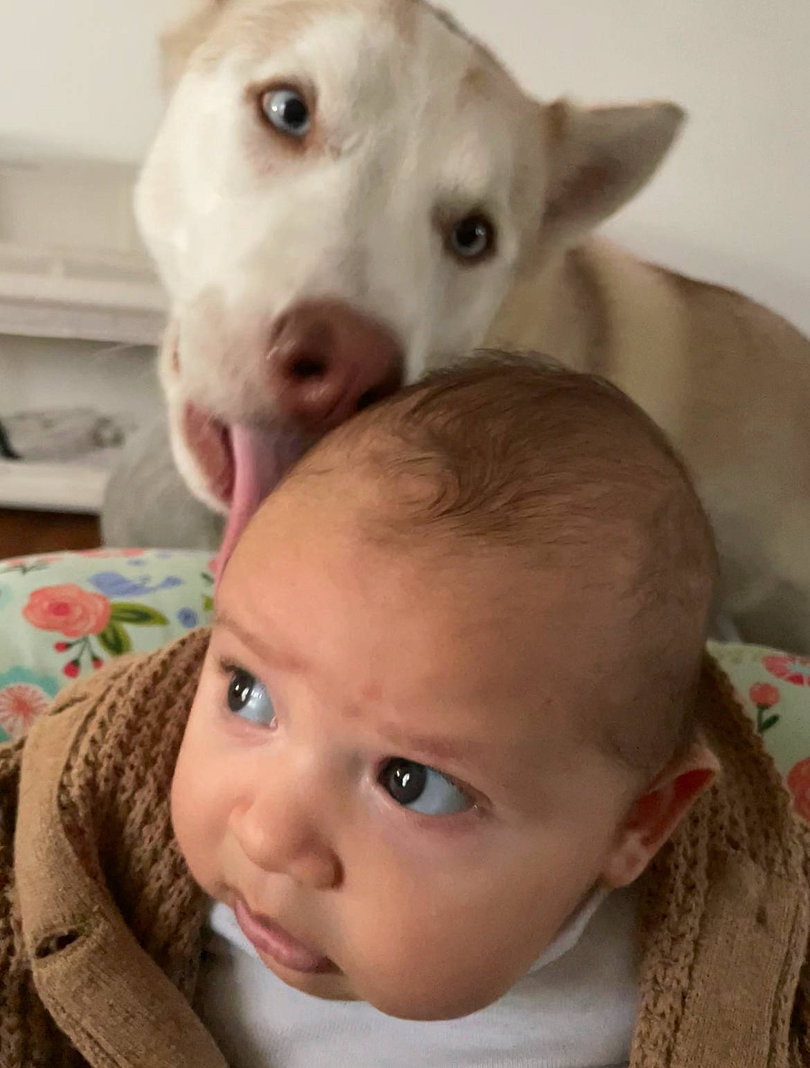 Aaliyah is registered to the contest to win money with this photo: baby, baby_toddler_clothing, carnivore, cheek, companion_dog, dog, ear, eye, eyebrow, eyelash, fawn, happy, iris, nose, organ, person, skin, toddler, whiskers, white