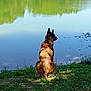 Purple participe au concours pour gagner de l'argent avec cette photo : dog, lake, water, grass, nature, outdoor, reflection, animal, canine, tree, peaceful, greenery, calm, sunlight, collar, sitting, quiet, serene, daytime, landscape