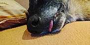 Purple participe au concours pour gagner de l'argent avec cette photo : dog, sleeping, tongue_out, close_up, blanket, indoor, cozy, relaxed, pet, animal, fur, nose, mouth, resting, cute, canine, face_closeup, snout, domestic_animal, lying_down