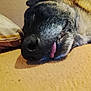 dog, sleeping, tongue_out, close_up, blanket, indoor, cozy, relaxed, pet, animal, fur, nose, mouth, resting, cute, canine, face_closeup, snout, domestic_animal, lying_down