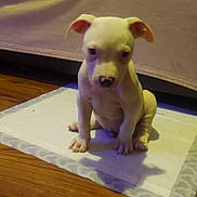 Snoopy is registered to the contest to win money with this photo: animal, blanket, couch, cozy, cute, dog, domestic, ears, floor, home, indoor, looking, pet, puppy, sitting, small, training_pad, white_dog, wooden_floor, young_dog