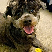 Chanel is registered to the contest to win money with this photo: animal, carpet, close_up, curly_fur, cute, dog, domestic_animal, friendly, fur, happy, indoor, lying_down, mammal, paw, pet, playful, rope_toy, smiling, tongue_out, toy