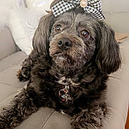 Chanel joined the competition — help win amazing prizes! dog, black_dog, bow, houndstooth_pattern, pearl, couch, indoor, pet, fur, portrait, animal, cute, relaxed, fluffy, living_room, decor, soft_lighting, collar, close_up, seated