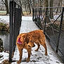 animal, bridge, canine, cold, curious, daytime, dog, fence, footprints, golden_retriever, nature, outdoor, park, paw_prints, snow, trees, walking_path, water, wet_dog, winter