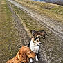 animal, black_and_white_dog, brindle_dog, brown_dog, canine, collar, daytime, dog, grass, gravel, lake, mountain, nature, outdoor, path, pets, scenery, sky, trees, walking_path