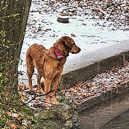 Vicky a rejoint le concours — aidez-le/la à gagner de superbes lots ! dog, tree, water, riverbank, leaves, moss, nature, outdoor, animal, brown_dog, canine, forest, stream, calm, standing, winter, quiet, scenic, wildlife, landscape
