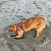 Vicky participe au concours pour gagner de l'argent avec cette photo : animal, beach, canine, daylight, digging, dog, excited, fur, golden_retriever, ground, harness, muzzle, nature, outdoor, paw_prints, pet, playful, sand, snout, tail