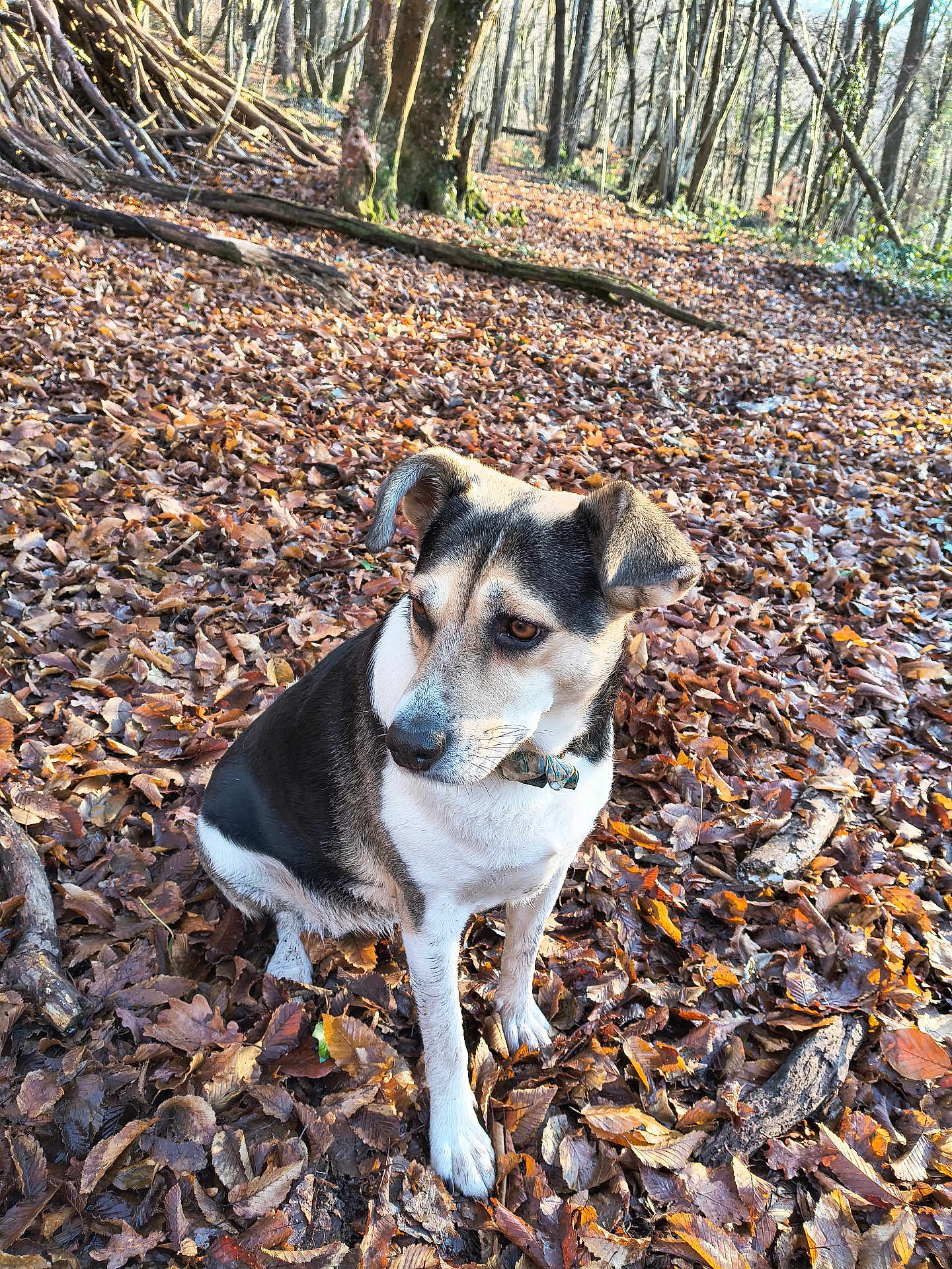 Willow participe au concours pour gagner de l'argent avec cette photo : dog, autumn, leaves, forest, outdoor, nature, animal, pet, sitting, sunlight, trees, wood, brown, white, collar, canine, ground, daylight, curious, scenery