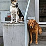 Willow participe au concours pour gagner de l'argent avec cette photo : dog, dogs, outdoor, stairs, concrete, building, pet, animal, brown_dog, black_and_white_dog, sitting, side_view, metal_railing, urban, calm, daylight, collar, quiet, wall, step