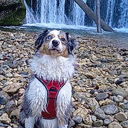 Gypsie participe au concours pour gagner de l'argent avec cette photo : dog, waterfall, rocks, wet, harness, outdoor, nature, riverbank, fur, animal, water, forest, tree, canine, pet, sitting, landscape, daylight, adventure, wildlife