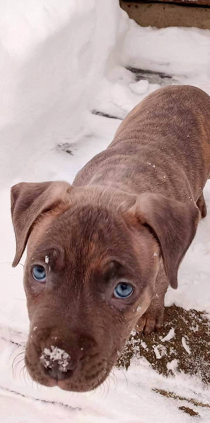 Nugget joined the competition — help win amazing prizes! canidae, carnivore, companion_dog, dog, dog_breed, eye, fawn, fur, gun_dog, hunting_dog, liver, snout, sporting_group, terrestrial_animal, whiskers, working_animal