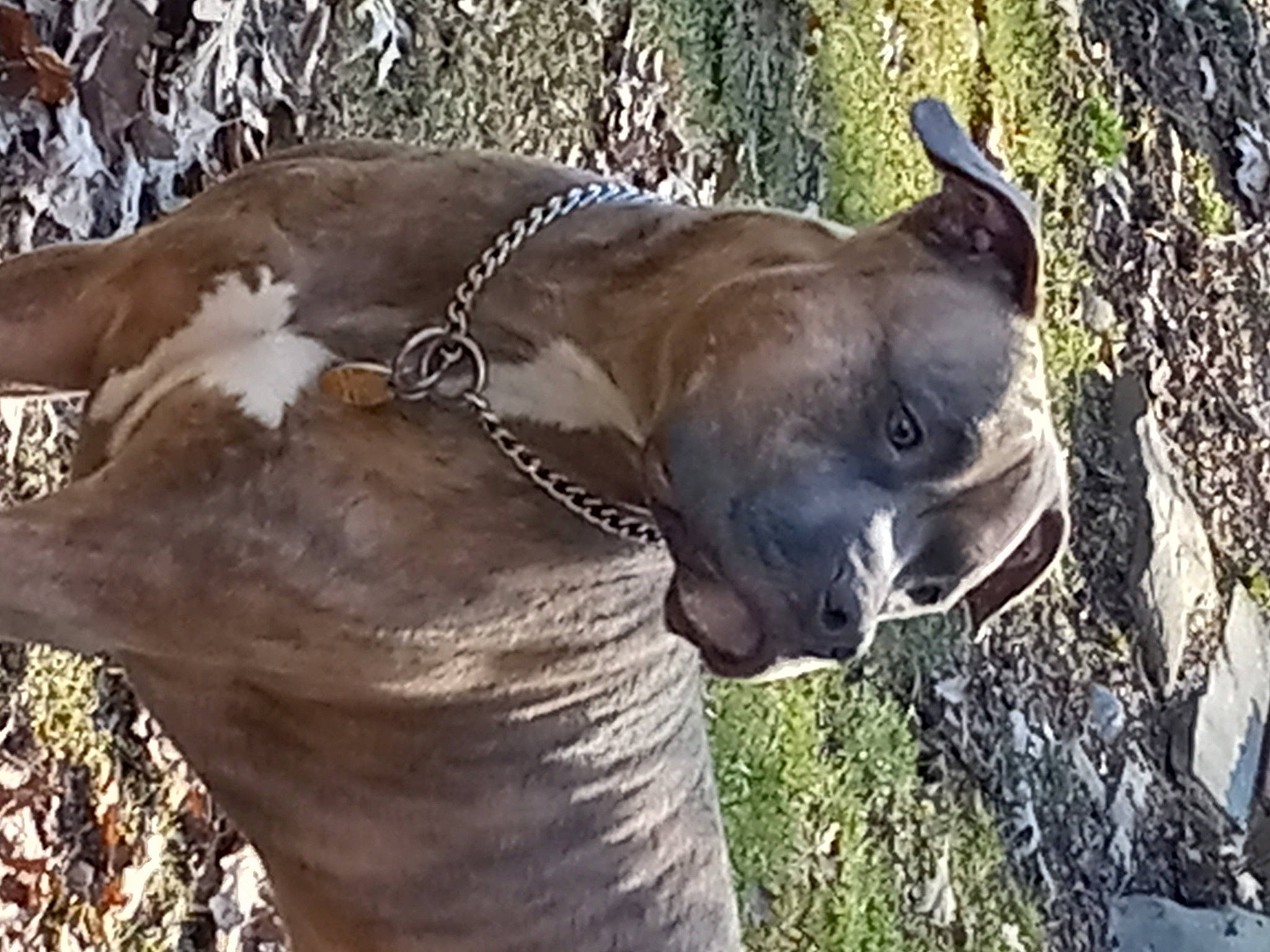 Nugget joined the competition — help win amazing prizes! canidae, carnivore, collar, dog_breed, dog_collar, elephant, fawn, grass, guard_dog, indian_elephant, liver, non_sporting_group, pack_animal, snout, sporting_group, tail, terrestrial_animal, wildlife, working_animal, wrinkle