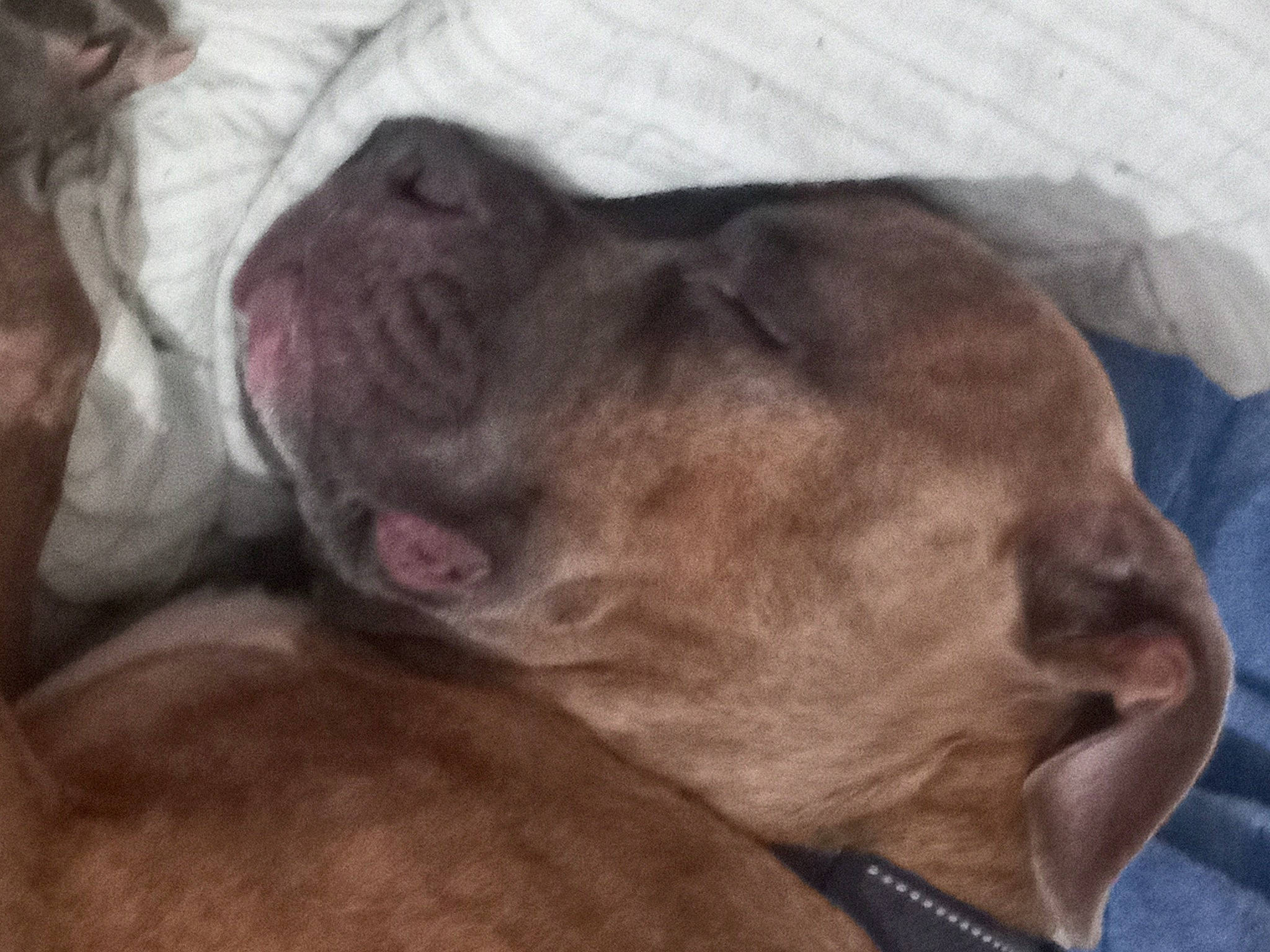 Nugget joined the competition — help win amazing prizes! canidae, carnivore, comfort, companion_dog, dog, dog_breed, ear, fawn, fur, guard_dog, liver, nap, non_sporting_group, sleep, snout, sporting_group, terrestrial_animal, whiskers, working_animal, wrinkle