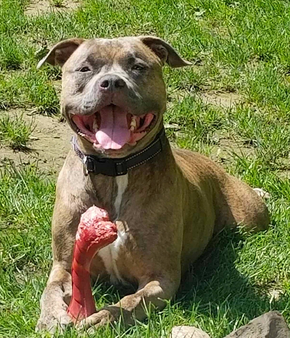 Nugget is registered to the contest to win money with this photo: canidae, carnivore, collar, companion_dog, dog, dog_breed, dog_collar, fang, fawn, grass, liver, molosser, non_sporting_group, snout, sporting_group, terrestrial_animal, whiskers, working_animal, working_dog, wrinkle