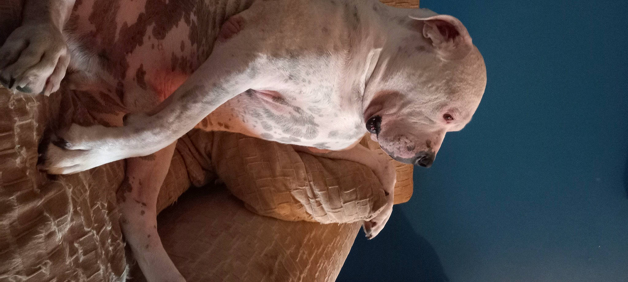 Big Stink joined the competition — help win amazing prizes! art, carnivore, companion_dog, dog, fawn, flesh, liver, scar, sculpture, snout, terrestrial_animal, wood, working_animal, wrinkle