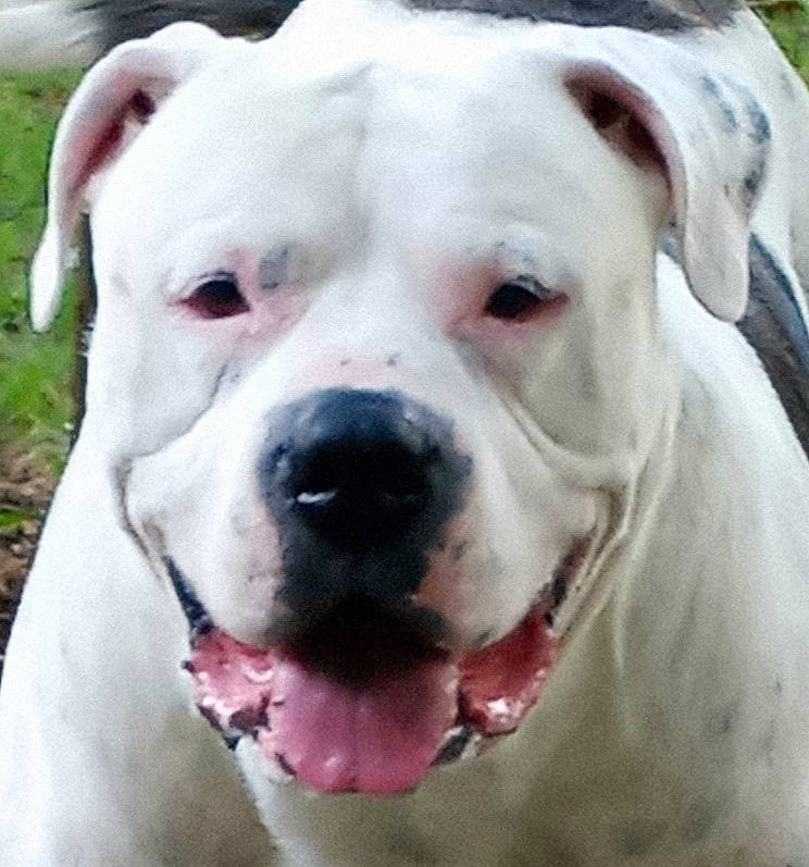 Big Stink joined the competition — help win amazing prizes! canidae, carnivore, close_up, collar, companion_dog, dog, dog_breed, dog_collar, fawn, head, non_sporting_group, photography, snout, sporting_group, terrestrial_animal, whiskers, working_animal, wrinkle