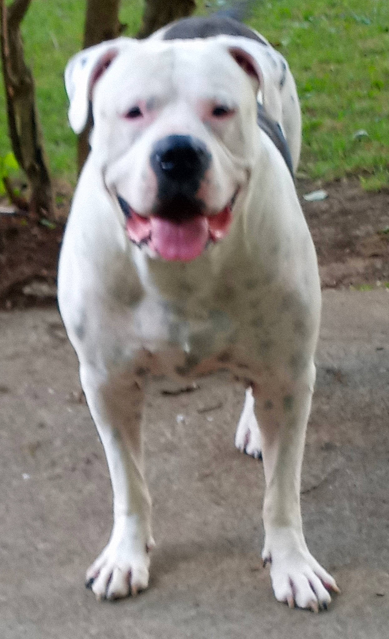 Big Stink joined the competition — help win amazing prizes! ancient_dog_breeds, carnivore, collar, companion_dog, cordoba_fighting_dog, dog, dog_breed, dog_collar, fawn, grass, molosser, non_sporting_group, sporting_group, terrestrial_animal, whiskers, working_animal, working_dog