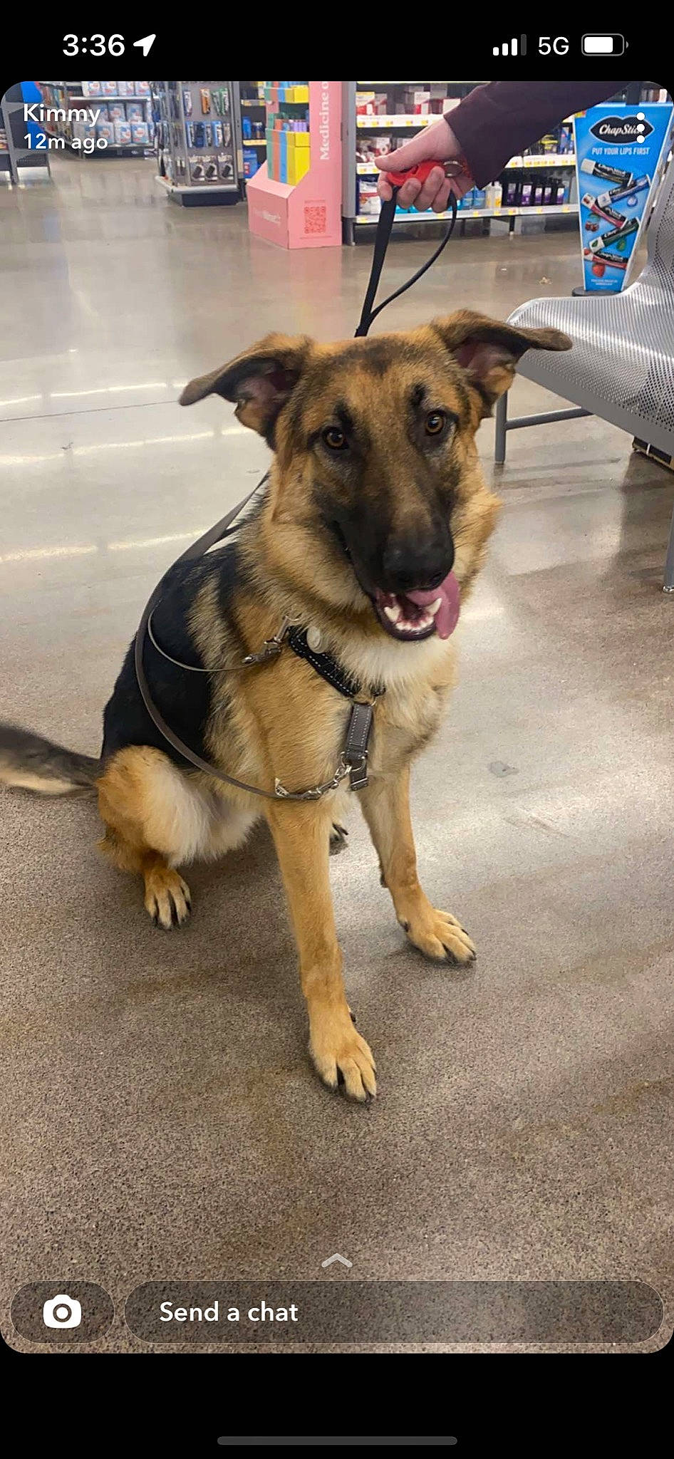 Koda is registered to the contest to win money with this photo: canidae, carnivore, collar, companion_dog, dog, dog_breed, dog_collar, dog_supply, fawn, fur, german_shepherd_dog, guard_dog, leash, old_german_shepherd_dog, pet_supply, road_surface, sporting_group, street_dog, working_animal, working_dog