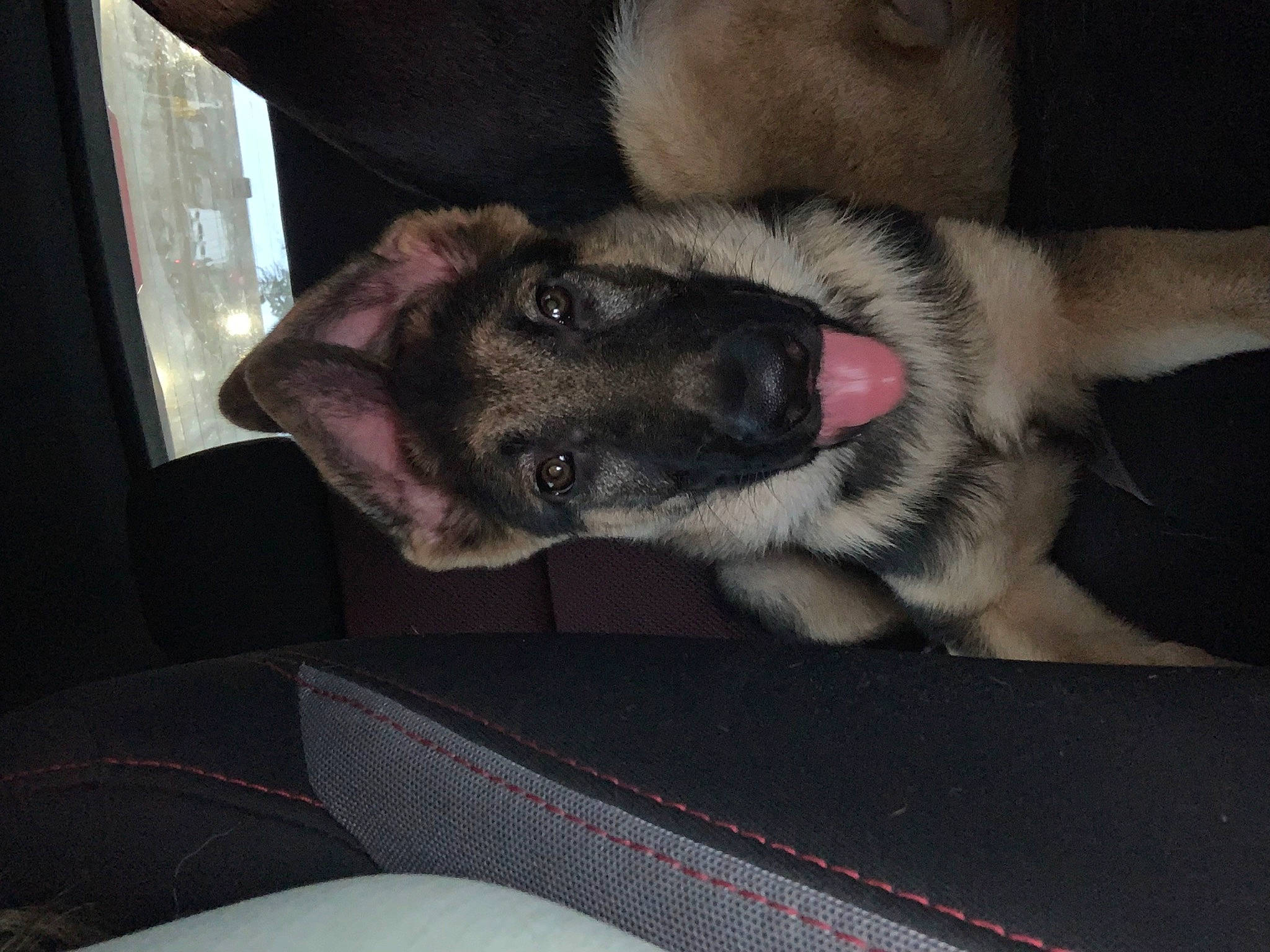 Koda is registered to the contest to win money with this photo: auto_part, canidae, carnivore, comfort, companion_dog, dog, dog_breed, fawn, foot, fur, gesture, paw, snout, sporting_group, tail, vehicle, vehicle_door, whiskers, window, windshield