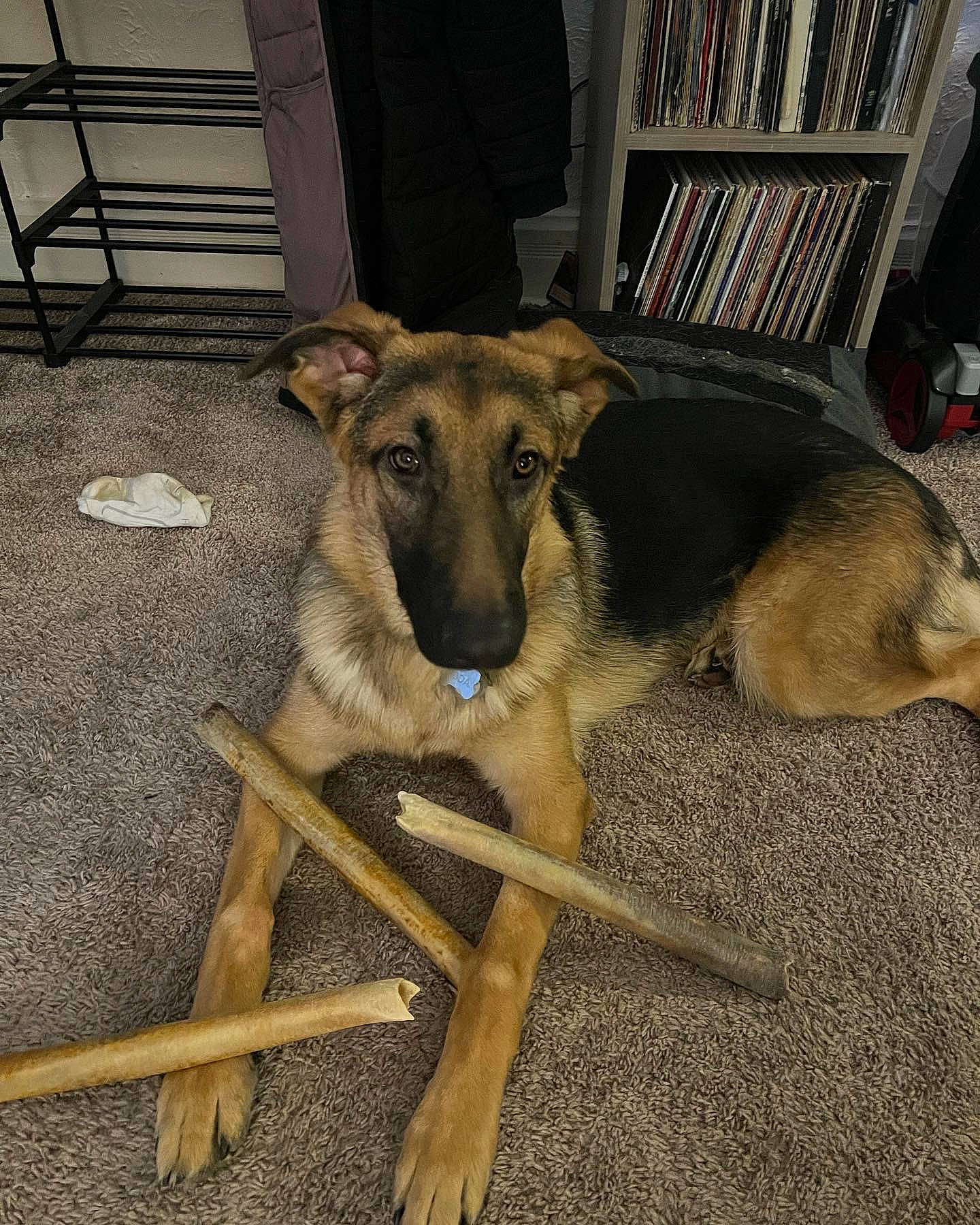 Koda joined the competition — help win amazing prizes! book, bookcase, canidae, carnivore, companion_dog, dog, dog_breed, fawn, flooring, fur, metal, shelf, shelving, snout, sporting_group, terrestrial_animal, wood, working_animal, working_dog