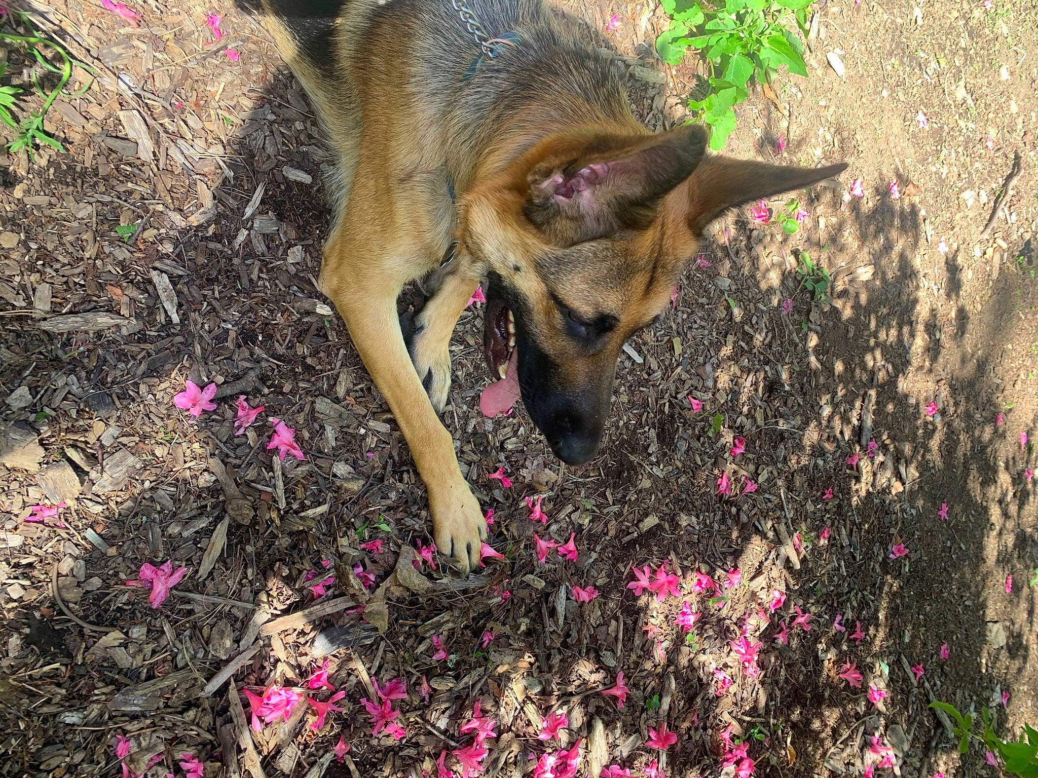 Sam joined the competition — help win amazing prizes! annual_plant, carmine, carnivore, dog, dog_breed, fawn, flower, fur, german_shepherd_dog, grass, groundcover, magenta, nature, petal, pink, plant, shrub, soil, spring, terrestrial_animal