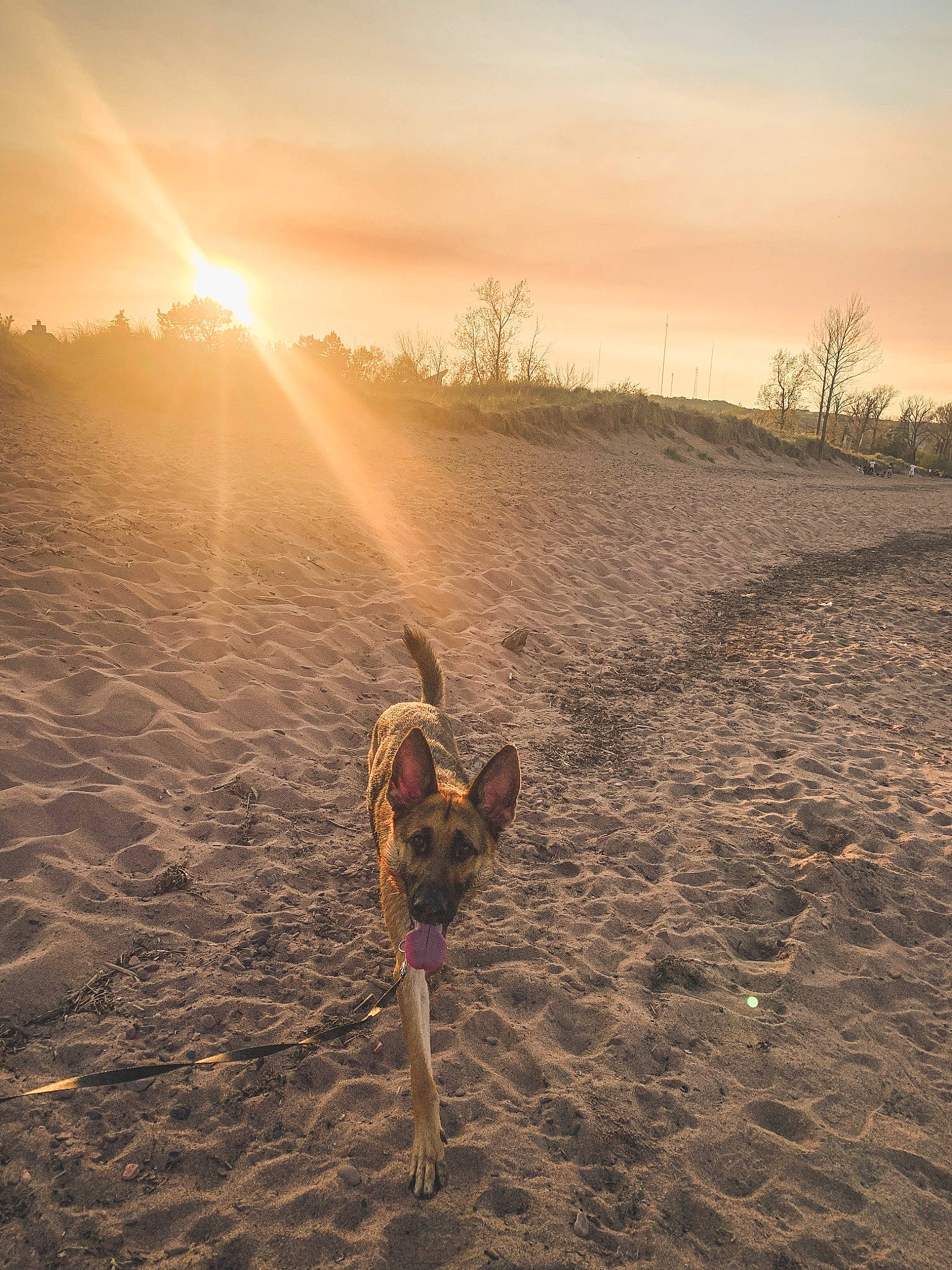 Sam is registered to the contest to win money with this photo: aeolian_landform, afterglow, calm, carnivore, cloud, dusk, fawn, grass, happy, heat, horizon, landscape, people_in_nature, plant, sky, sunlight, sunrise, sunset, tree, wood