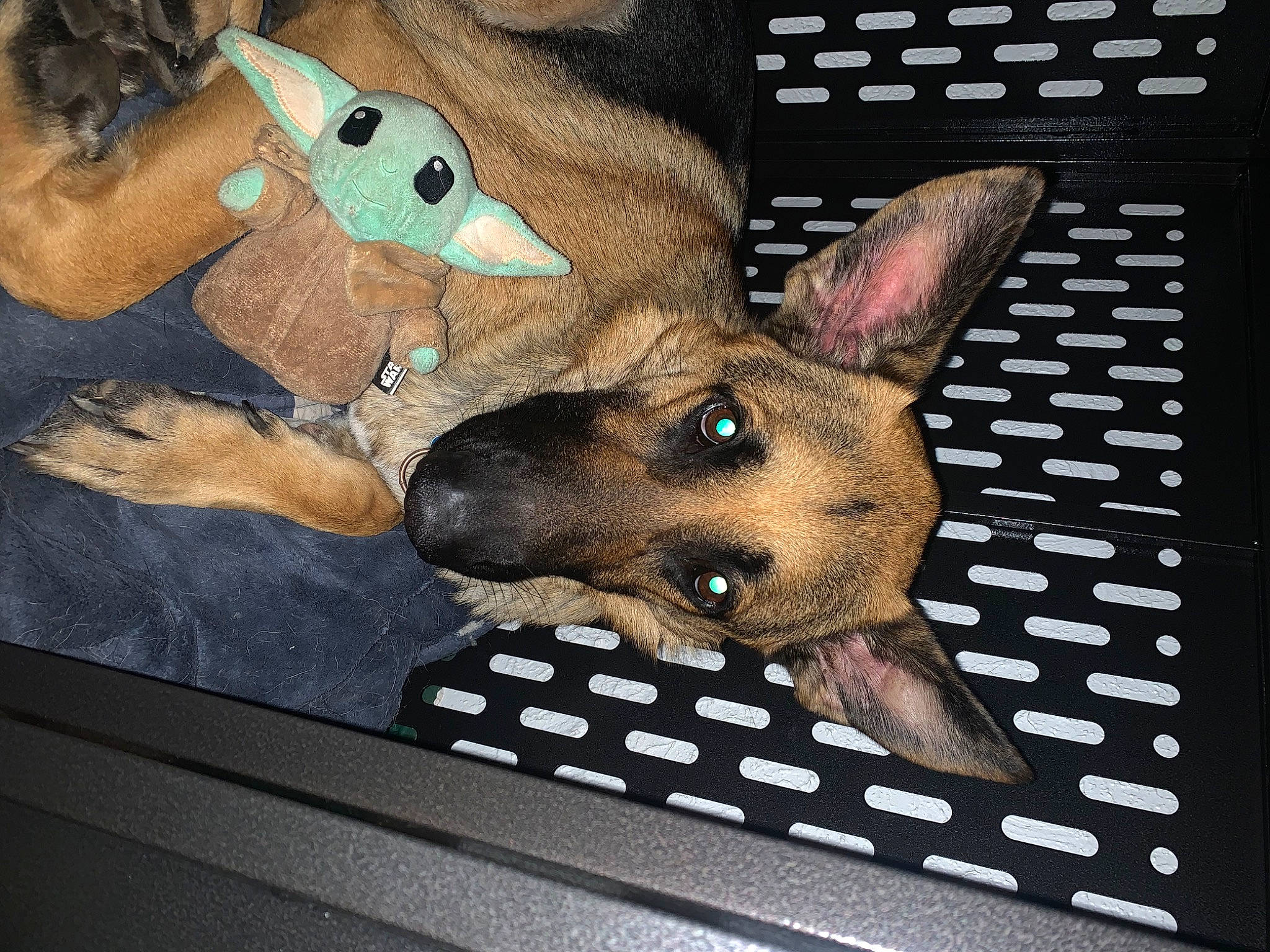 Sam joined the competition — help win amazing prizes! art, canidae, carnivore, companion_dog, dog, dog_breed, ear, fawn, fur, head, non_sporting_group, pattern, paw, rectangle, snout, sporting_group, toy_dog, visual_arts, whiskers, working_animal