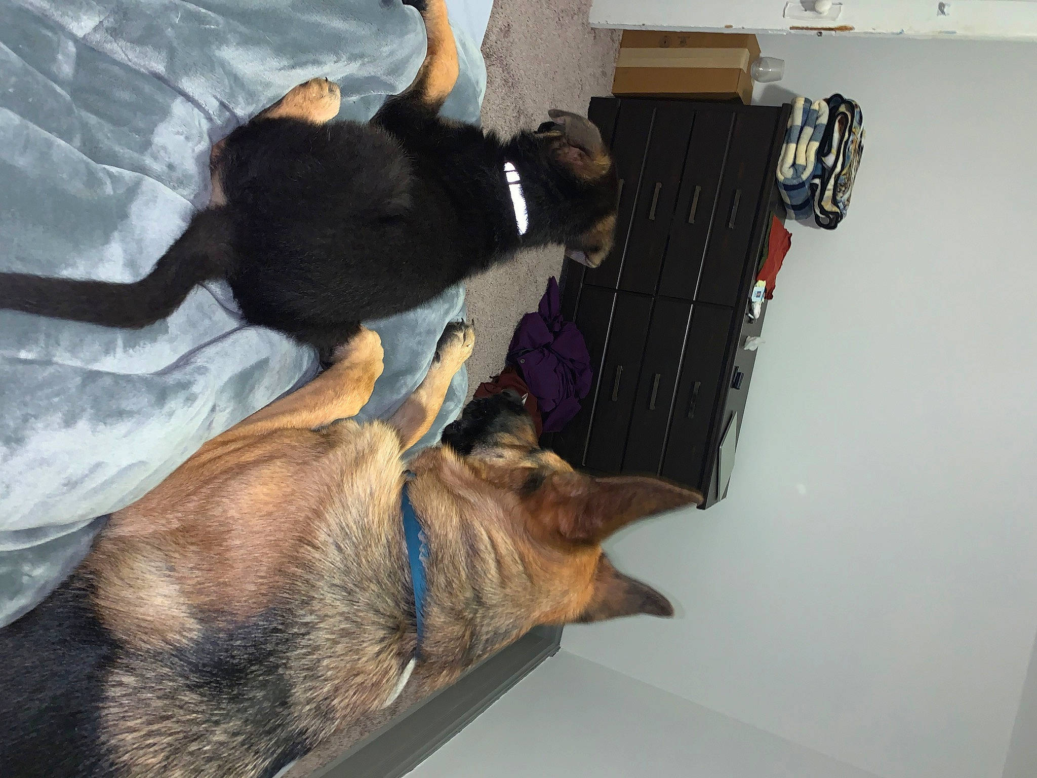 Sam joined the competition — help win amazing prizes! canidae, carnivore, collar, comfort, companion_dog, dog, dog_breed, domestic_short_haired_cat, fawn, felidae, fur, german_shepherd_dog, guard_dog, paw, room, small_to_medium_sized_cats, snout, sporting_group, tail, working_animal